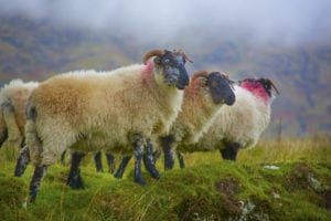 dunn-photography-professional-commercial-photographer-new-hampshire-ireland-sheep